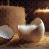eggs-2