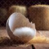 eggs-4