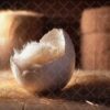 eggs-5
