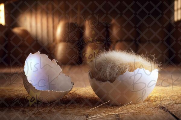 eggs-6