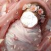 coral-butterflies-baby-2