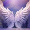 white-wings-12