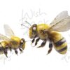yellow-cakes-2